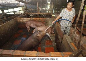 DENPASAR, DiariBali Menyambut Hari Raya Galungan dan Kuningan, 14 dan 24 April 2021, kebutuhan daging babi seluruh Bali diprediksi 21 ribu ekor. Angka ini berkaca dari Galungan sebelumnya yang mencapai 17 ribu ekor. Masyarakat diminta tidak risau, apalagi percaya dengan isu bahwa Bali kekurangan stok babi. Pasalnya, hingga hari ini, setidaknya tersedia 50 ribu ekor babi siap potong. Demikian dikatakan Kepala Dinas Pertanian dan Ketahanan Provisni Bali IB Wisnuardhana, di Denpasar, Jumat (8/4/2021). "Data stok itu kami himpun dari kabupaten/kota berdasarkan pengecekan ke sentra-sentra peternakan babi besar dan peternakan rakyat. Jadi Bali masih surplus," kata Wisnuardhana. Pernyataannya itu sekaligus menepis isu yang beredar di media sosial yang mengatakan Bali mengalami kelangkaan daging babi. Populasi babi di Bali juga masih tinggi, lebih dari 300 ribu ekor. Memang, lanjut dia, di awal 2020 sampai pertengahan tahun, babi sempat terserang suspect (demam babi), di wilayah sentral seperti Bali, NTT, Jawa Tengah dan Sumatera Utara. Wabah menular menyebabkan kematian massal sehingga populasinya menurun. Soal kenaikan harga, birokrat asal Tabanan ini menilai wajar karena dipengaruhi psikologis pasar. Jika kebutuhan meningkatkan, harga pasti naik. Ini hukum absolut dalam ekonomi. Hingga hari ini, harga per kilogram daging babi di pasar menembus Rp 90.000. Harga tersebut memang jauh di atas harga eceran terendah Rp 40.000. Red