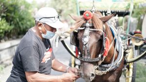 Ketut Nedeng mempersiapkan kuda dan armada dokar sebelum berangkat ke pangkalan.