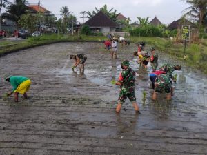 Upaya mendukung program pemerintah khususnya bidang swasembada dan ketahanan pangan, Anggota Kodim 1616/Gianyar turut serta melaksanakan pendampingan menanam padi.