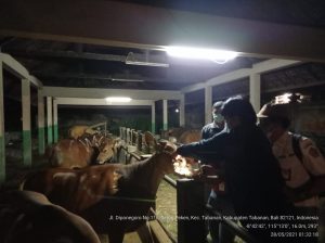 Tim Terpadu Gagalkan Penyembelihan Sapi Betina Produktif