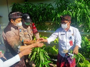 Perbekel Desa Pemecutan Kaja, Kecamatan Denpasar Utara, Anak Agung Ngurah Arwatha bersama aparatur desa setempat melakukan pengkemasan hasil panen sayur yang akan disebar kepada masyarakat, Jumat (6/8/2021).