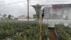 Pemanfaatan Listrik di lahan pertanian.