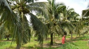 Kelapa Pandan Wangi, PMD Gianyar Harap Setiap Desa Bisa Kembangkan 10 Pohon