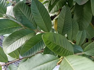7 manfaat daun jambu biji untuk kesehatan