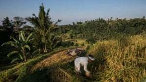 Hasil Panen Subak Jatiluwih Alami Penurunan