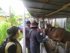 Pemkot Denpasar Gencarkan Vaksinasi PMK