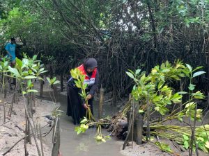 Rehabilitasi mangrove di kawasan Pesisir Benoa oleh Pertamina Patea Niaga.