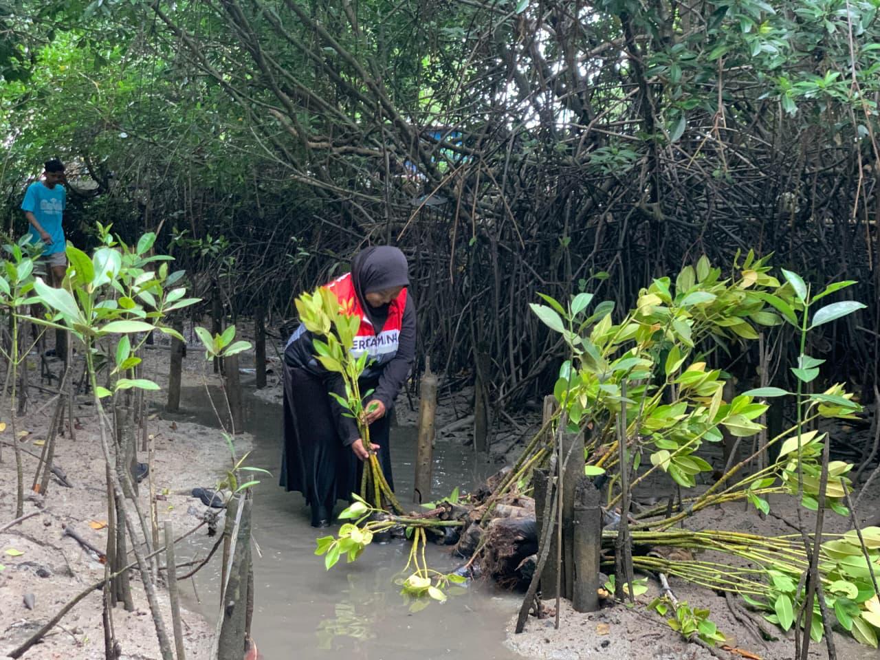 Rehabilitasi mangrove di kawasan Pesisir Benoa oleh Pertamina Patea Niaga.