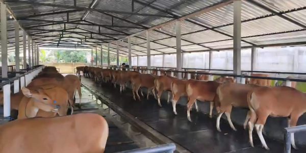 Peternakan Sapi Bali