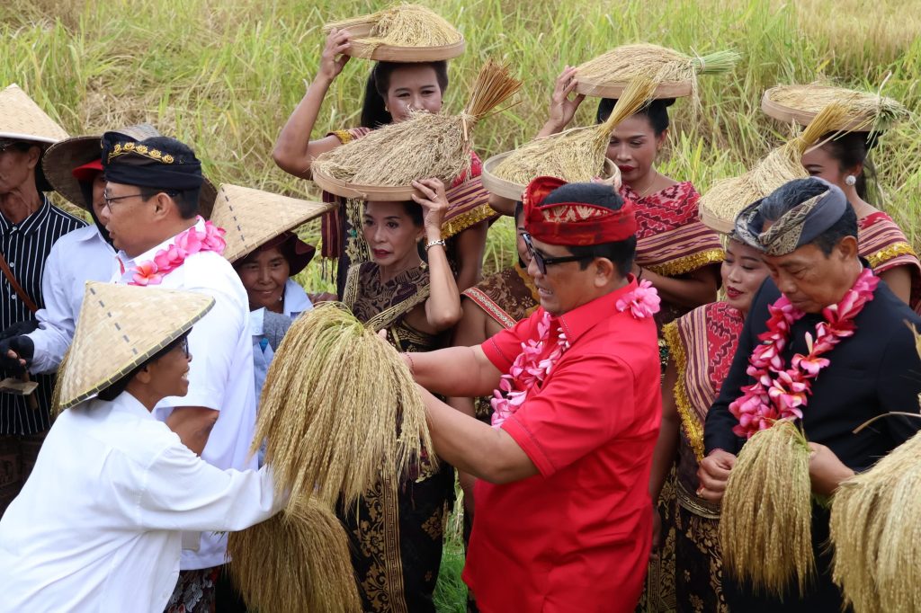 Bupati Tabanan, Dr. I Komang Gede Sanjaya ikut panen Padi di Jatiluwih.