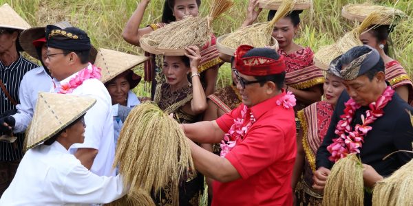 Bupati Tabanan, Dr. I Komang Gede Sanjaya ikut panen Padi di Jatiluwih.