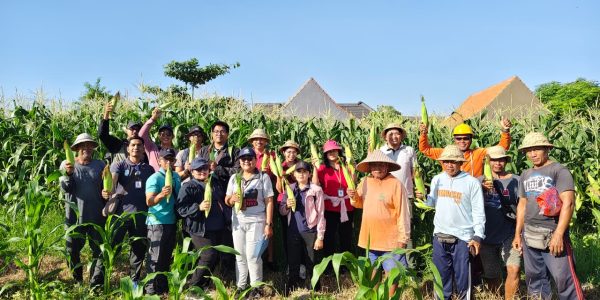 Dinas Pertanian Kota Denpasar melaksanakan panen jagung manis varietas Golden Boy di lahan seluas 20 are yang merupakan bagian dari pemanfaatan lahan bera seluas 1 hektare di Subak Intaran Barat, Desa Sanur Kauh, Kecamatan Denpasar Selatan, pada Kamis (2/7).