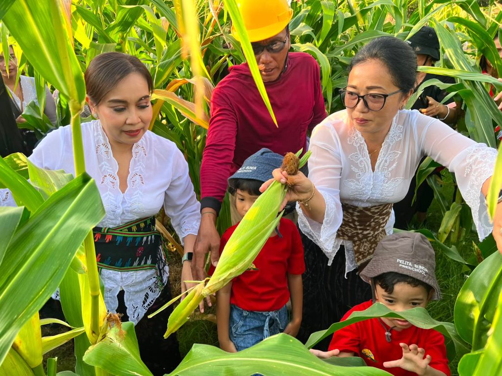 Ketua TP PKK Denpasar Ny. Antari Jaya Negara bersama anak-anak PAUD memanen jagung manis dan bawang merah di Subak Intaran Barat, Denpasar, Rabu (5/26).