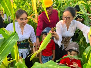 Ketua TP PKK Denpasar Ny. Antari Jaya Negara bersama anak-anak PAUD memanen jagung manis dan bawang merah di Subak Intaran Barat, Denpasar, Rabu (5/26).