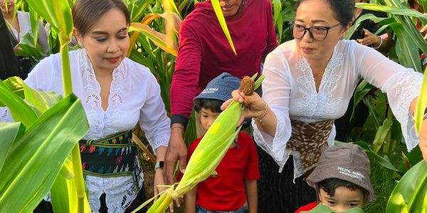 Ketua TP PKK Denpasar Ny. Antari Jaya Negara bersama anak-anak PAUD memanen jagung manis dan bawang merah di Subak Intaran Barat, Denpasar, Rabu (5/26).